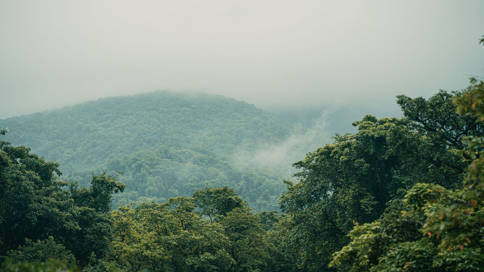 view of fog over a forest with trees in the foreground