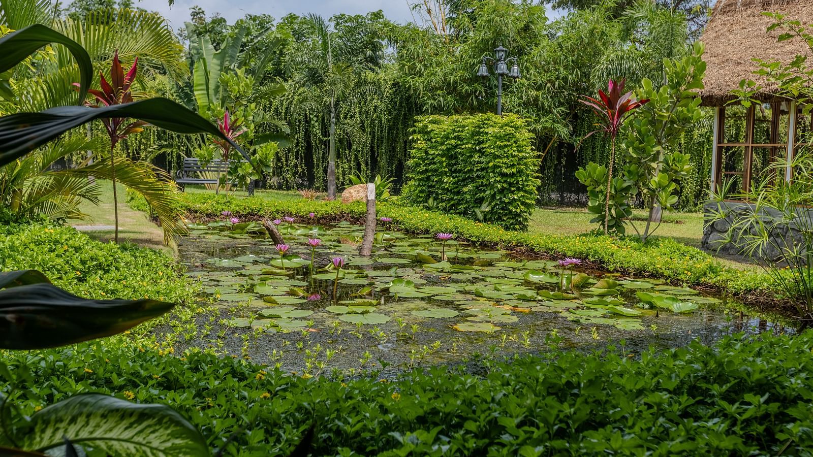 a close up image of a pond with a lot of green leaves floating over it - Darza Resorts