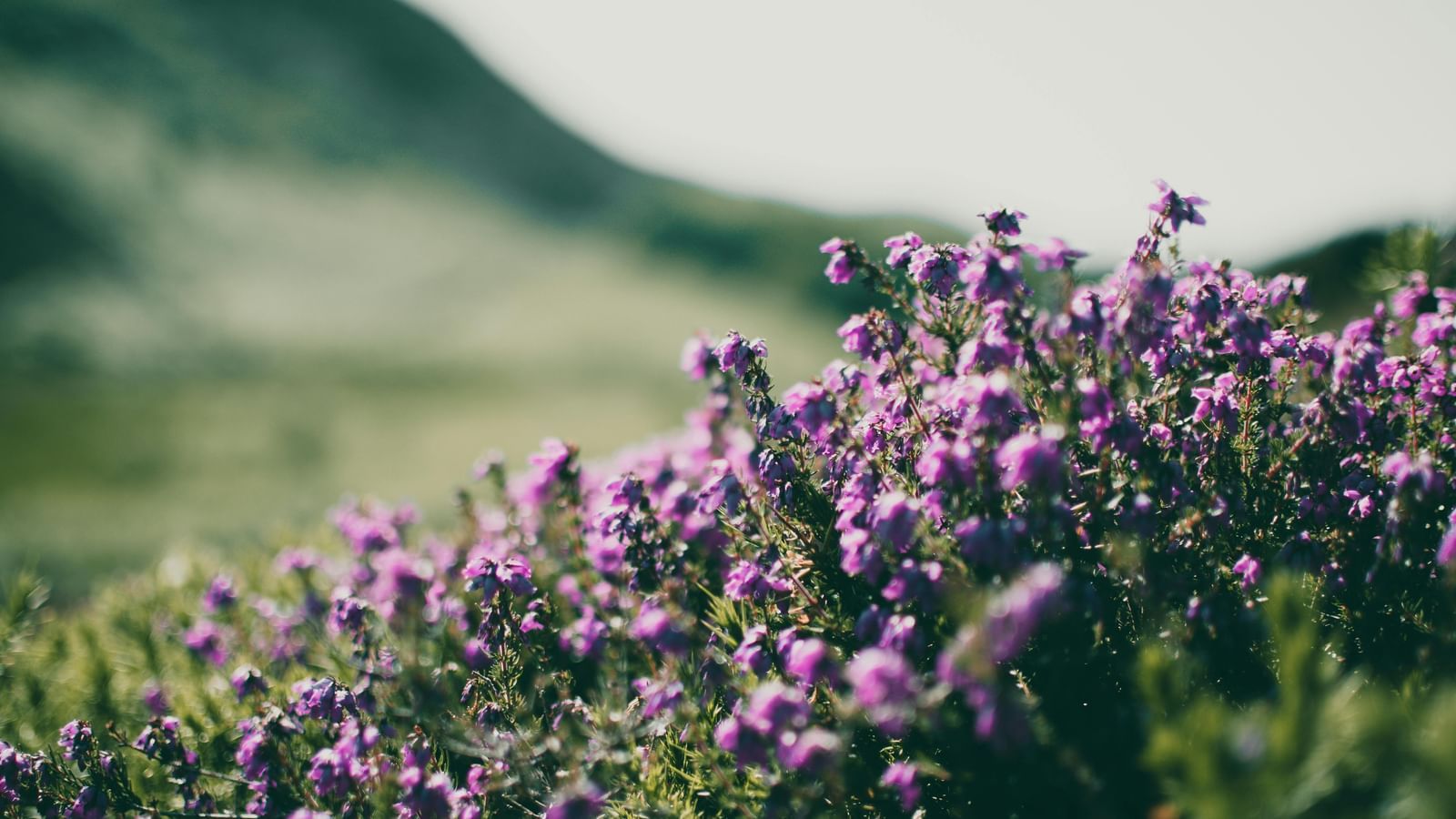 Blooming flowers in a meadow with rolling hills in the background.