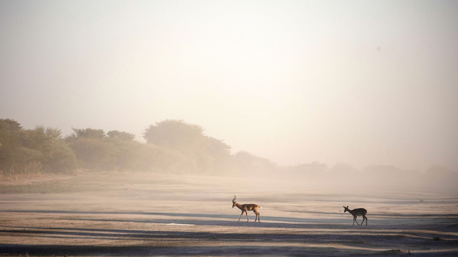 Two antelopes walking through a misty arid landscape.