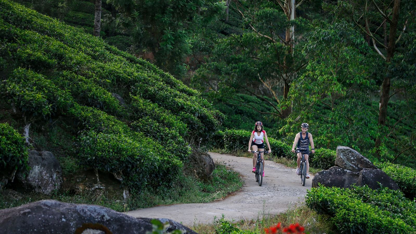 Two people cycling through the tea garden's hairpin bends