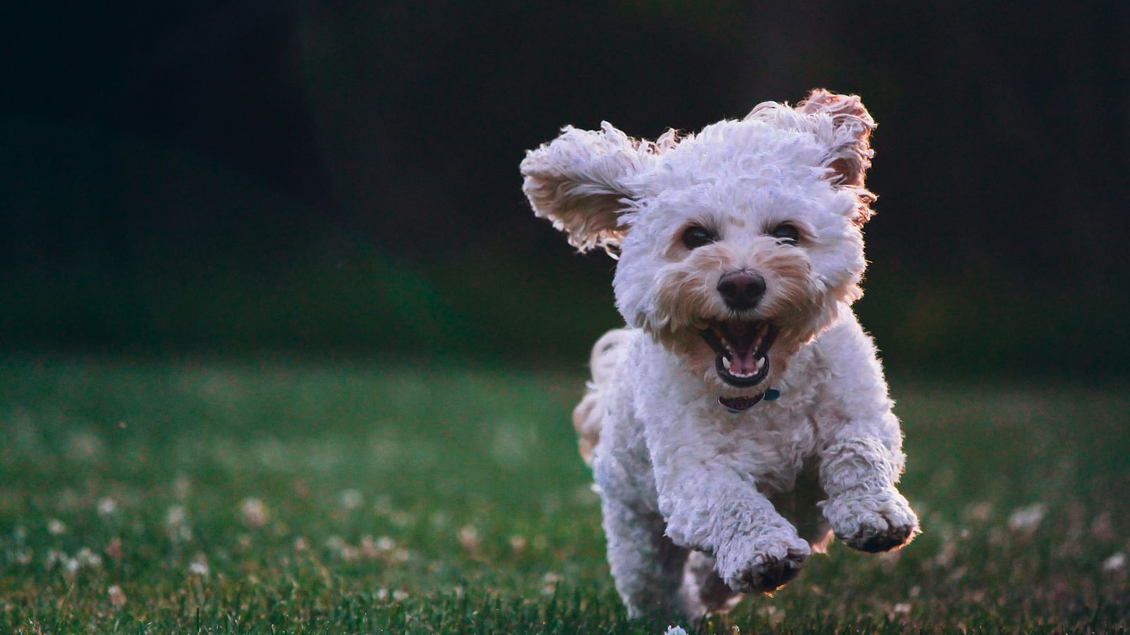 a Cockapoo running through a field filled with petals