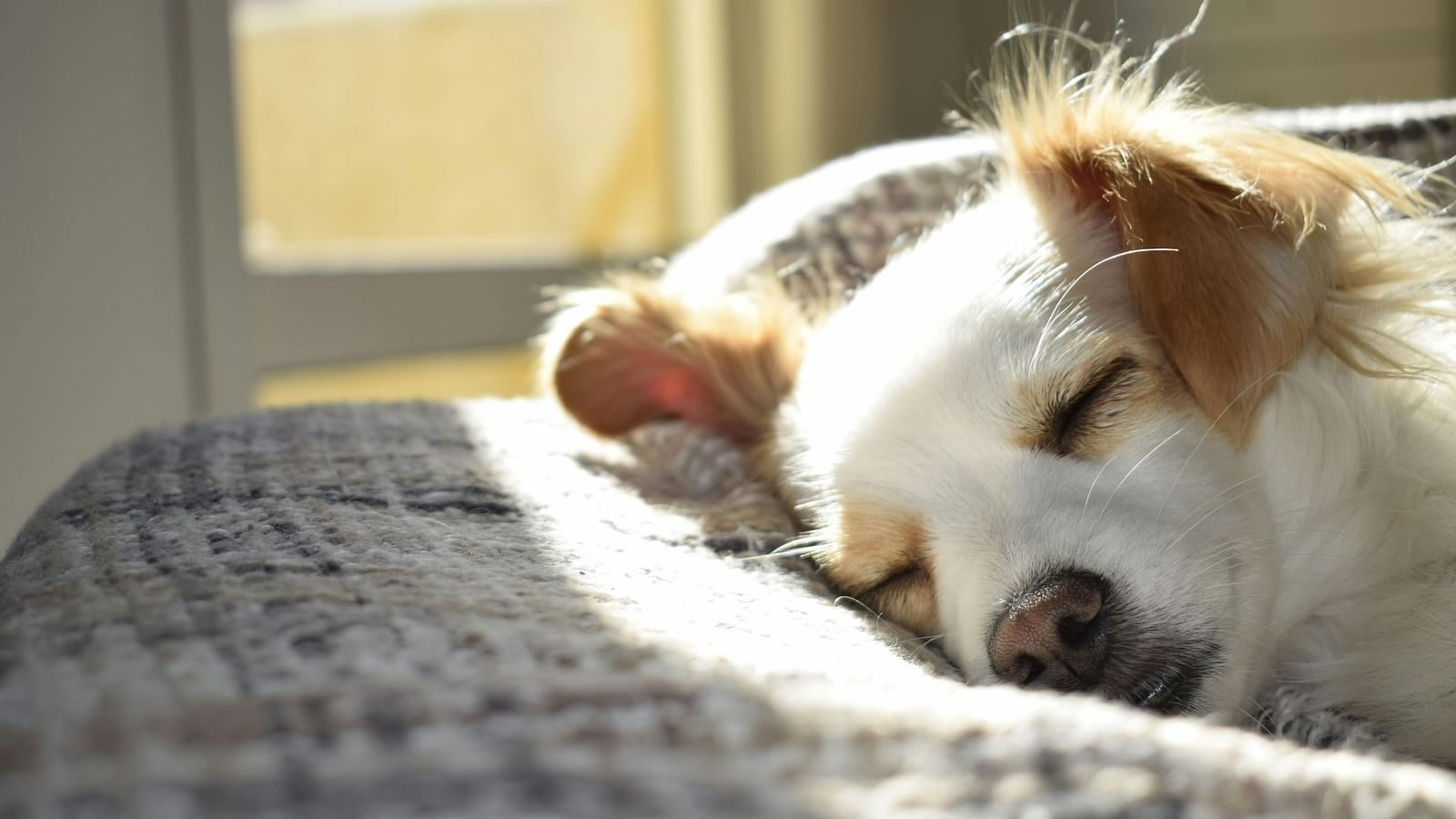 A dog peacefully sleeping on a cosy blanket by a sunlit window
