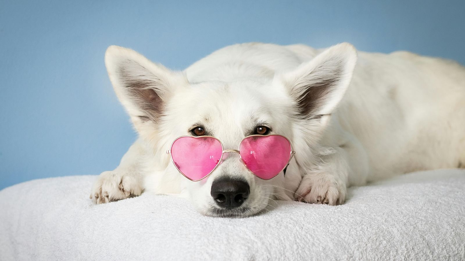 White dog lying on a bed wearing heart-shaped pink glasses with blue background