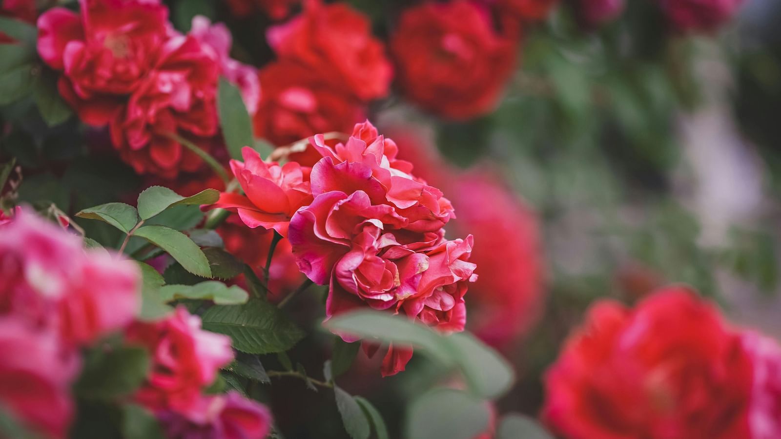 Vibrant red and pink roses in full bloom with blurred greenery behind.