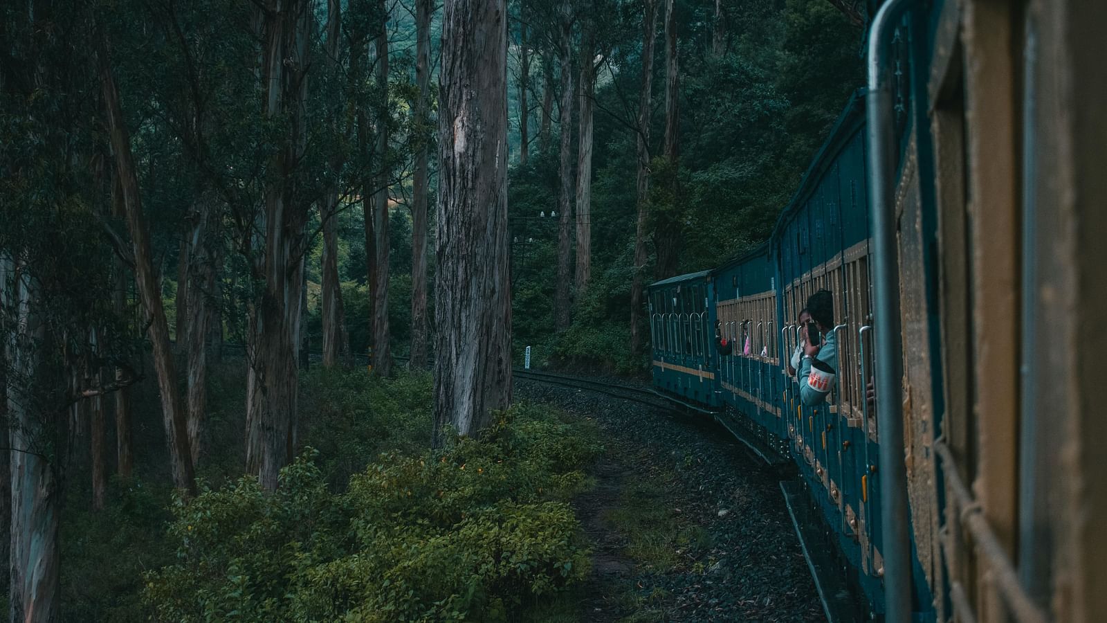 Train passing through a forested area with tall trees along the tracks.