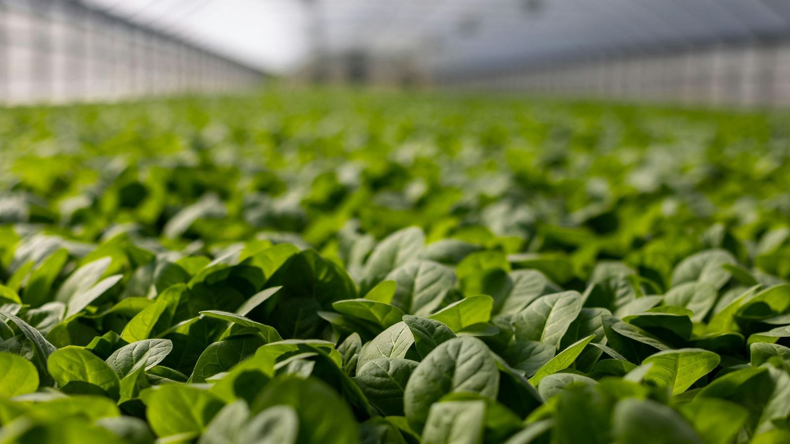 Rows of green seedlings growing in a controlled greenhouse environment.