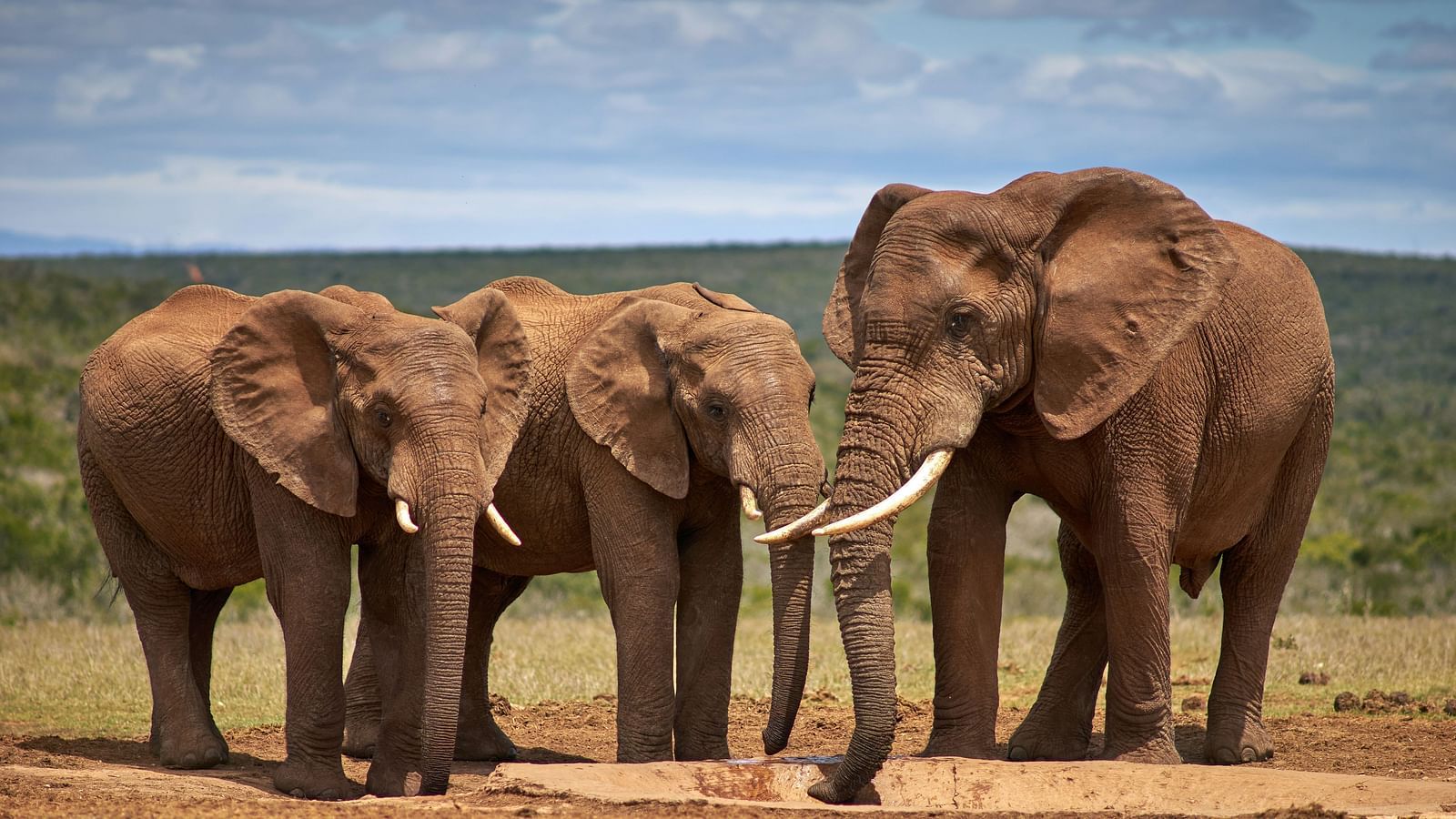 Family of elephants walking across the savannah under a cloudy sky.