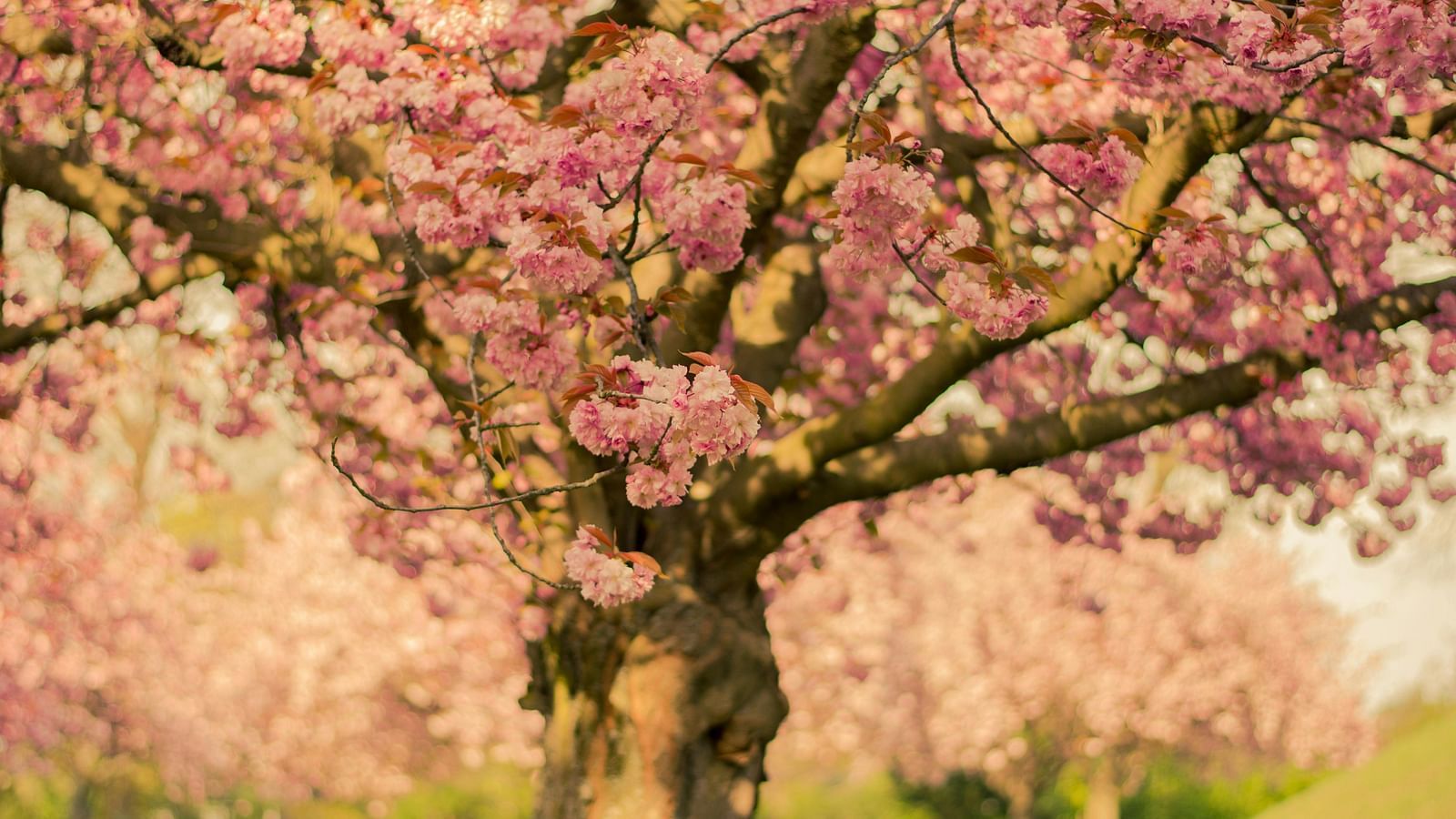 A close-up image of a tree.