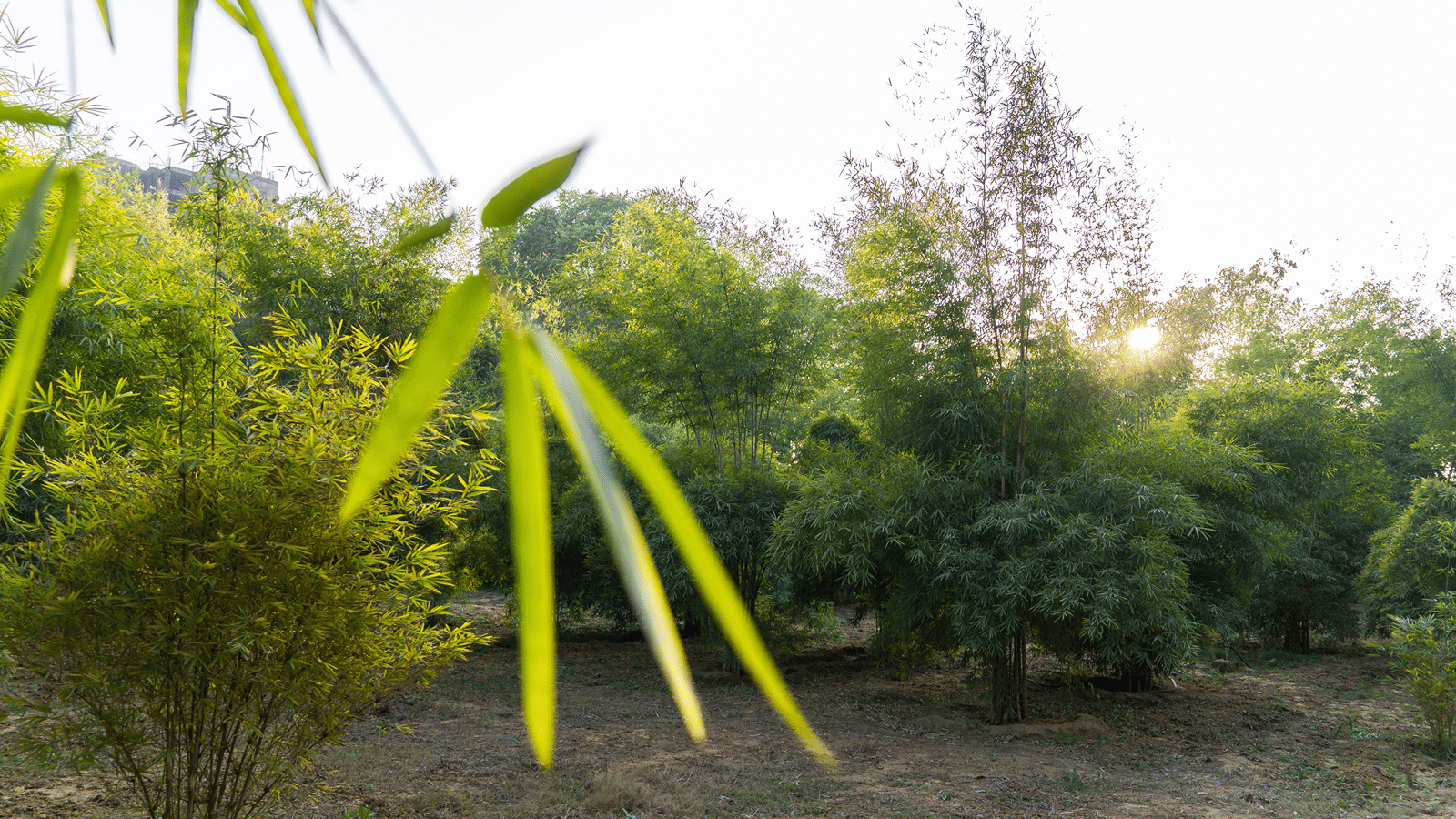 bamboo-forest-3