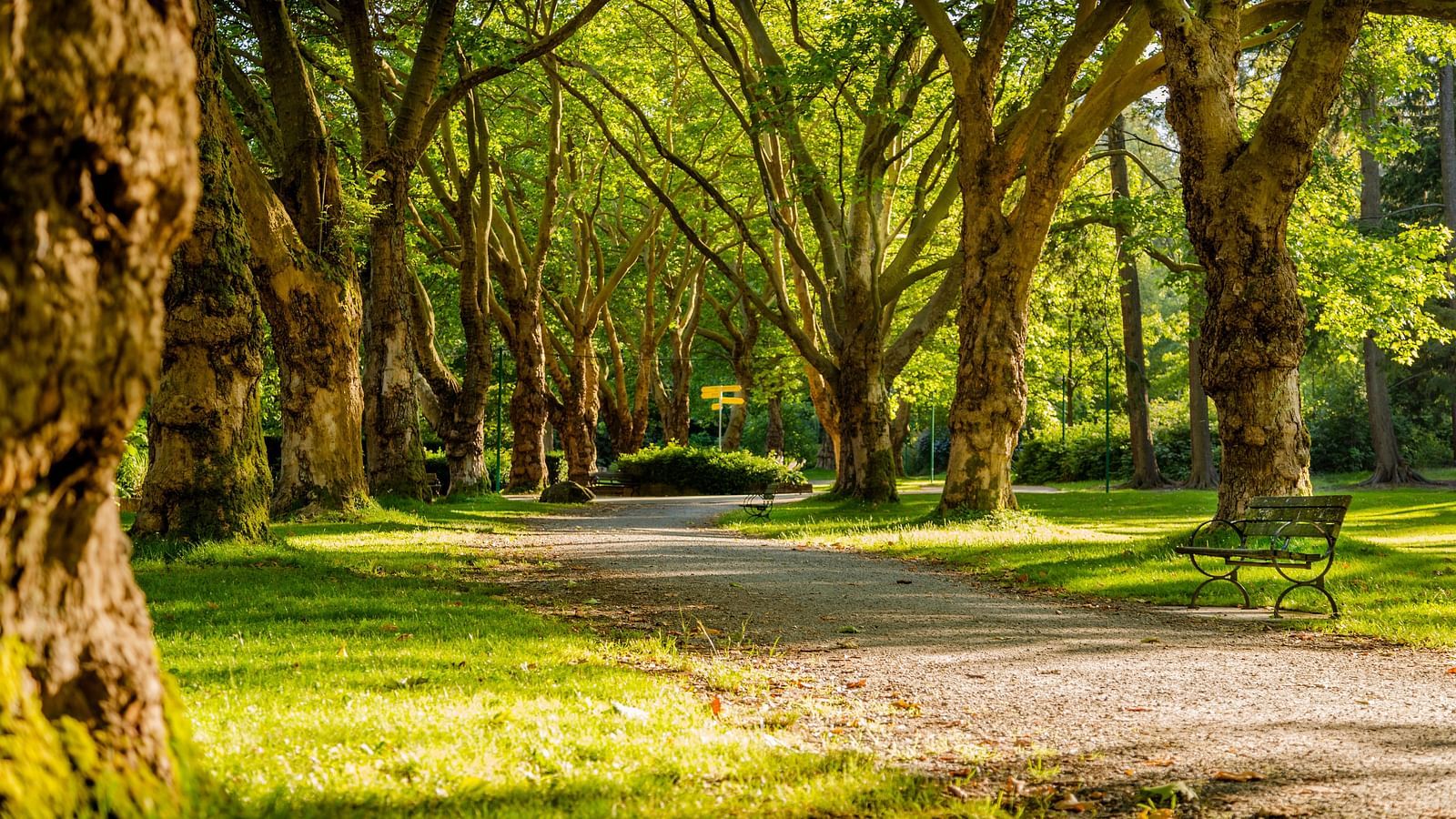 An empty pathway inside a park with trees and grass on either side.