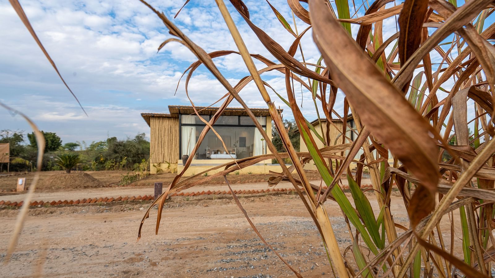 An image of a Jungle Cottage set in a lawn surrounded by trees at Kurja Jawai