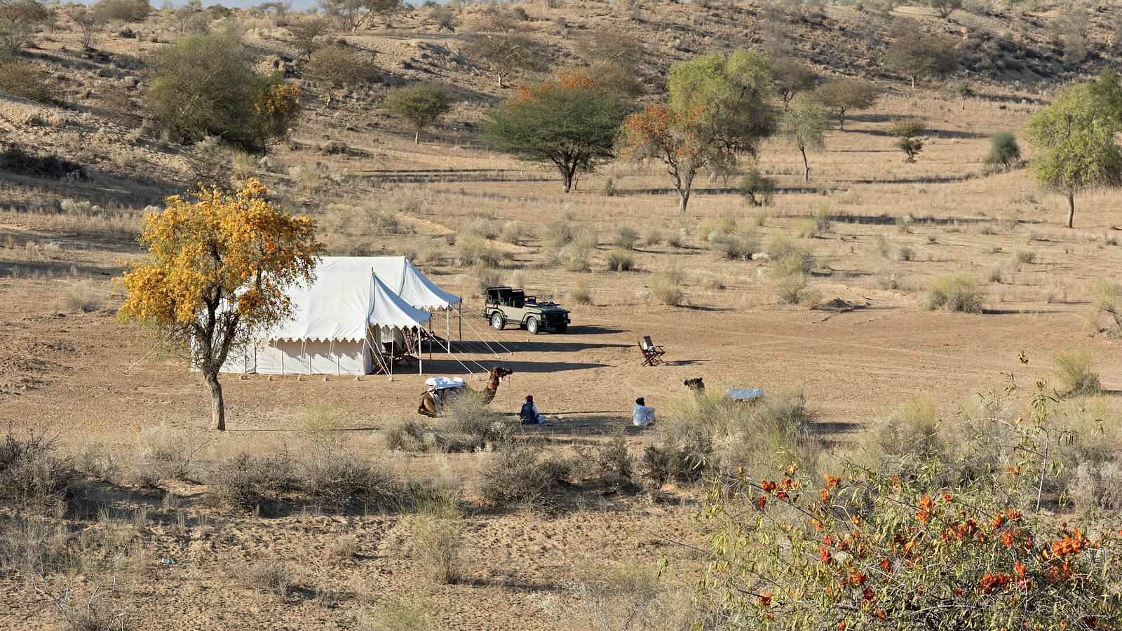 An image of a desert region with two tents set up for camping, camels, a jeep and few trees around - MANVAR Resort & Desert Camp