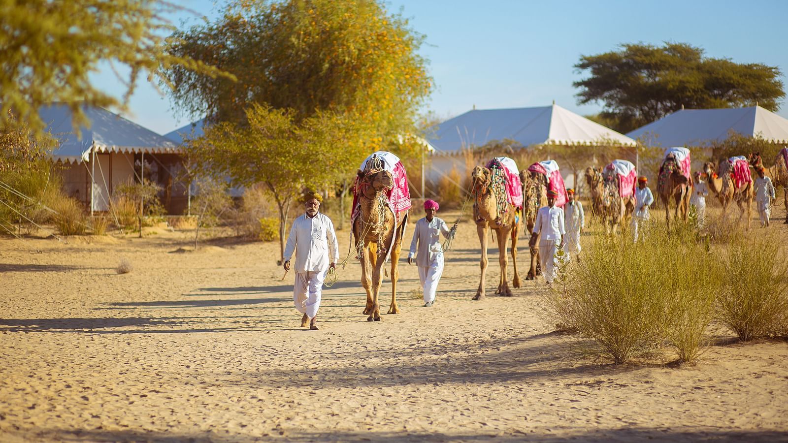 Locals walking their camels through the desert