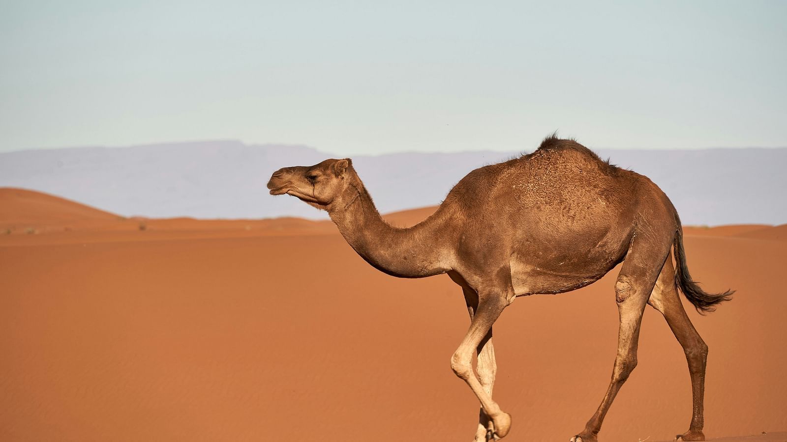 a solitary camel walking in the desert with dunes and the sky in the background