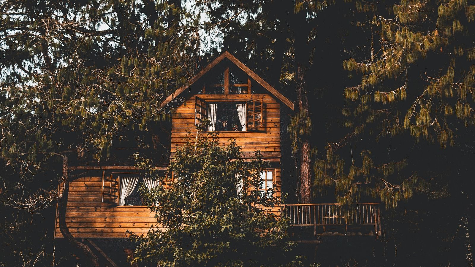 A rustic wooden treehouse nestled in the dense forest of Wayanad, surrounded by tall pine trees and lush greenery.