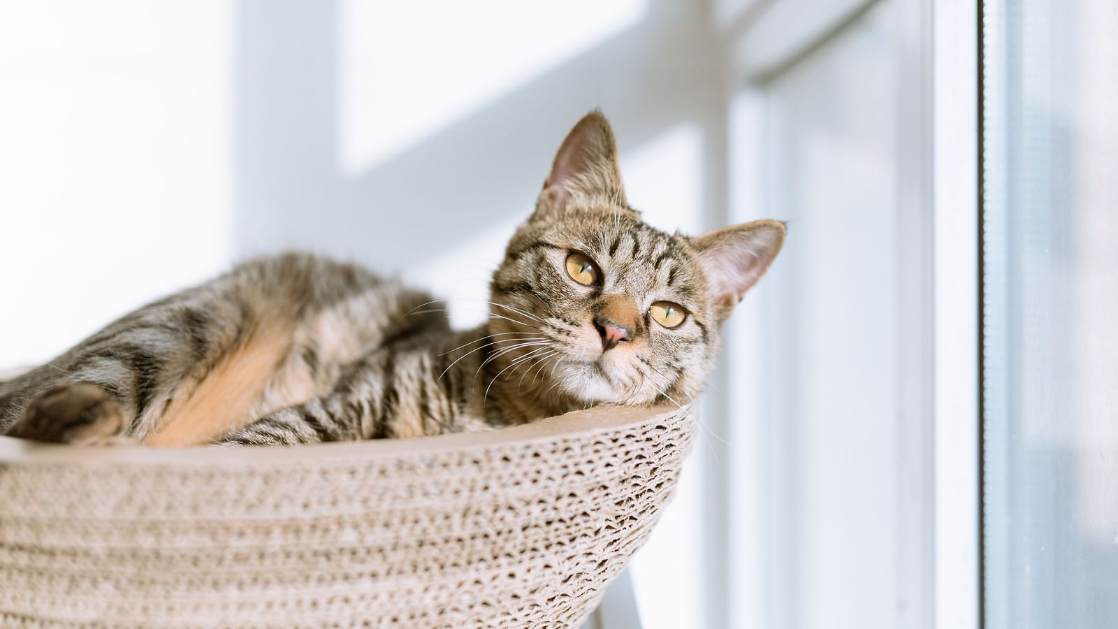 A cat sunbathing while sitting in a basket looking out of the window 