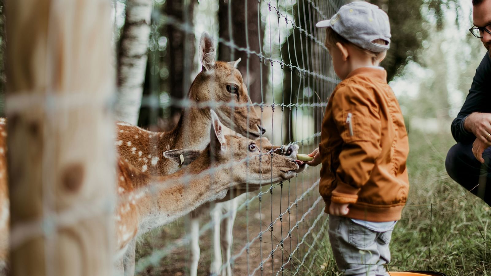 a child feeding deers that are enclosed by barbed wire inside a zoo