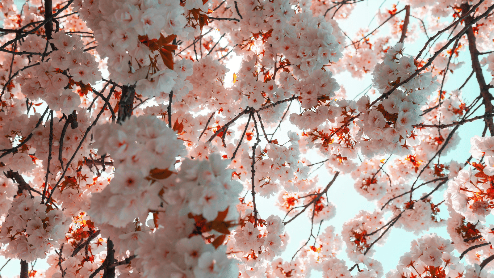 pexels-mtk402-2058853