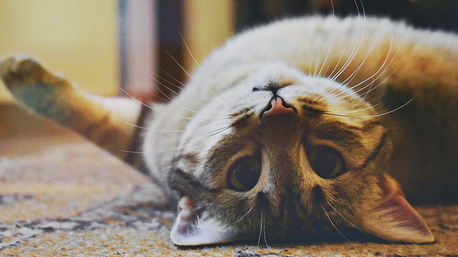 Playful tabby cat lying on its back on a carpeted floor, looking upside down at the camera with curious eyes in a cosy indoor setting.