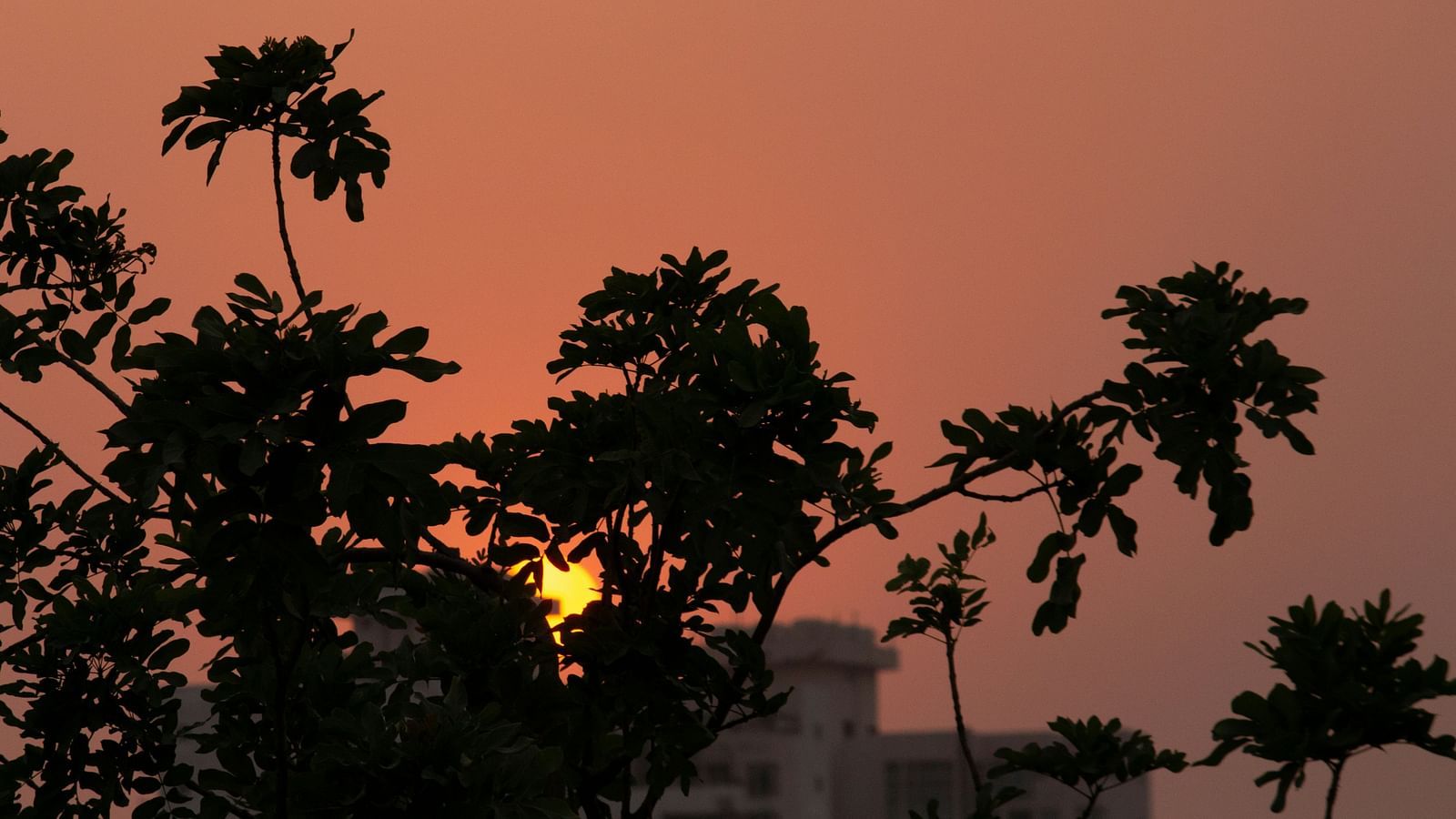 an overview of Gurgaon with trees' silhouette in front of the setting sun