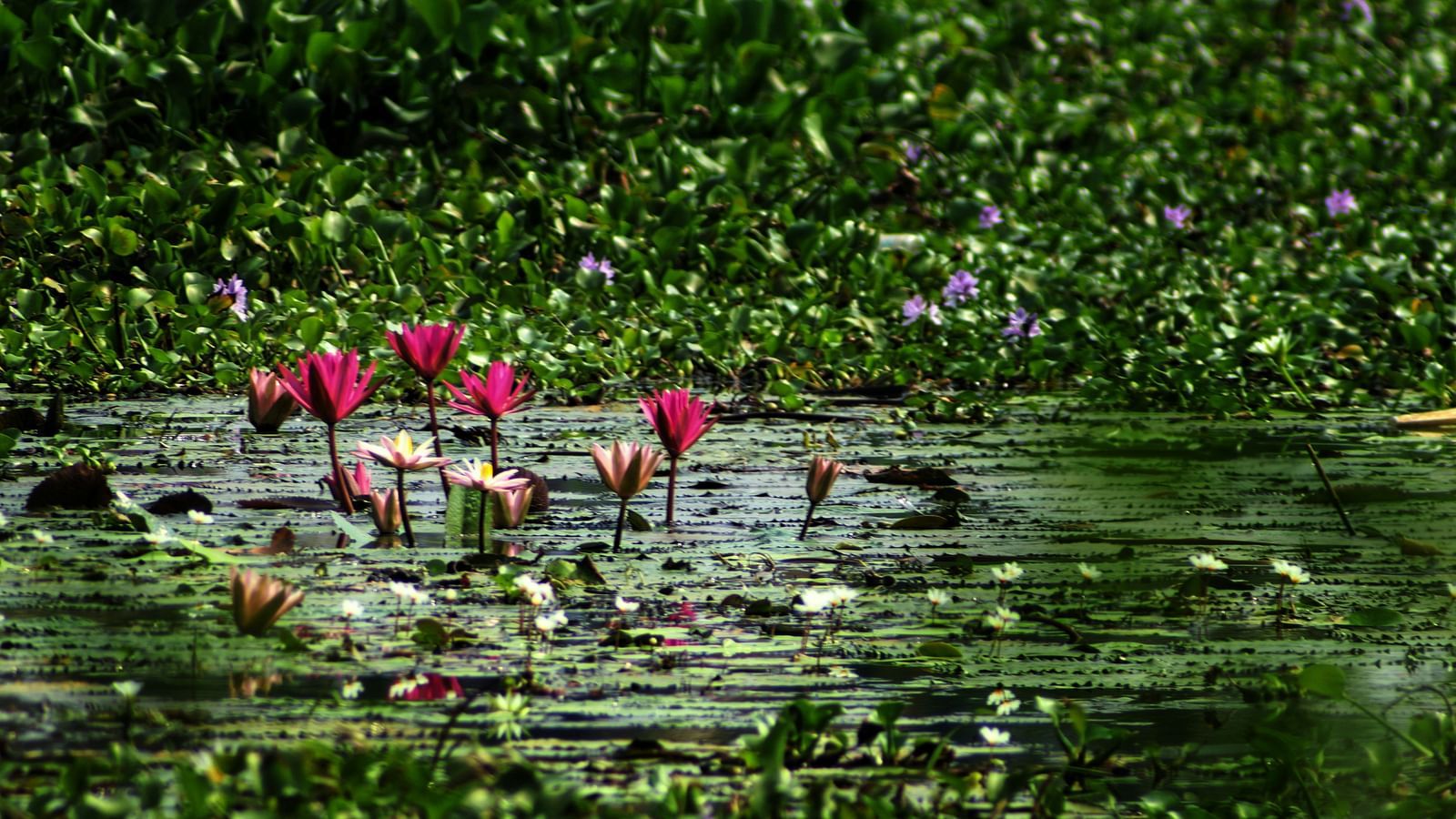 A cluster of vibrant pink lotuses blooms gracefully above the water, surrounded by green weeds.