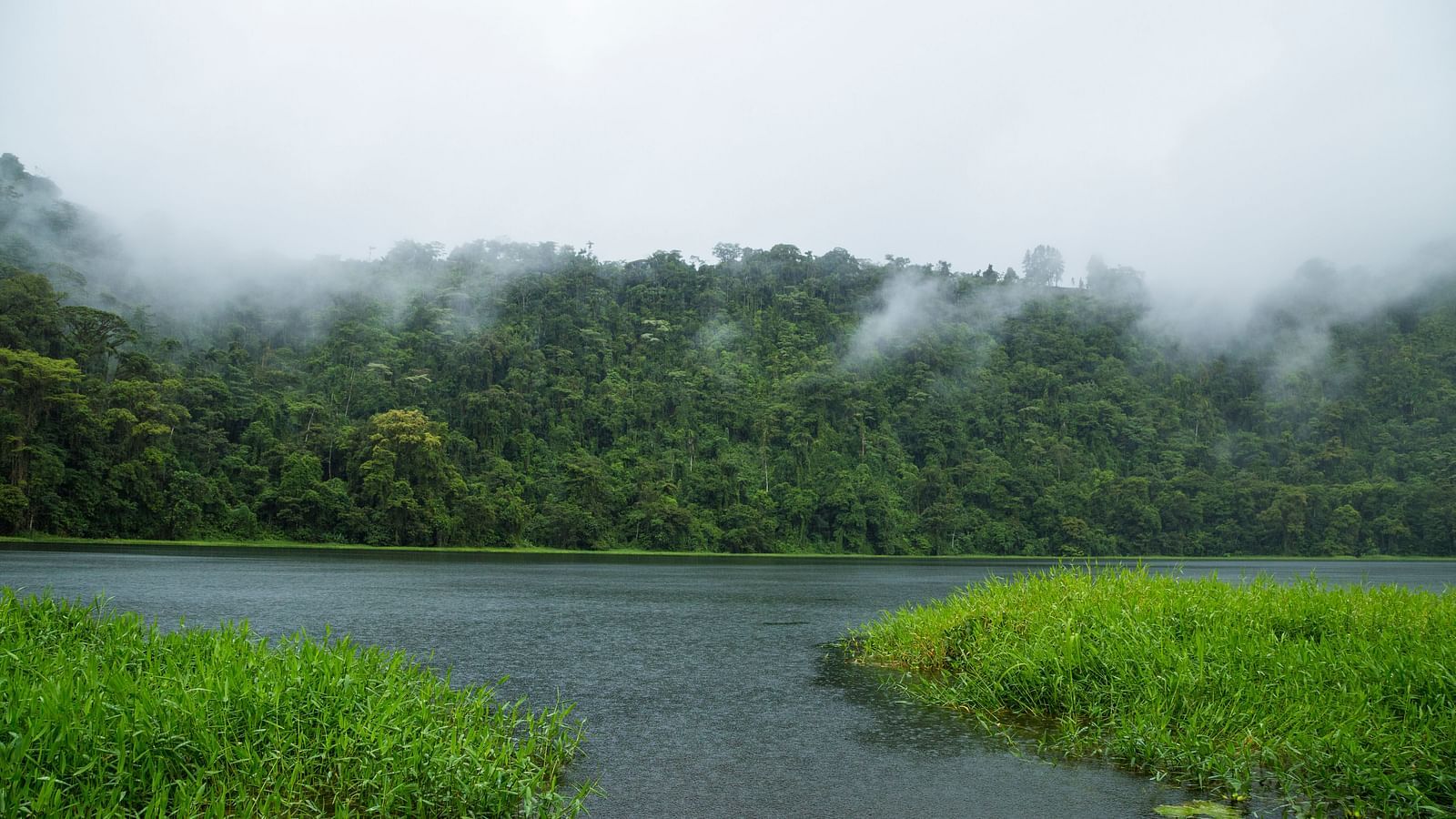 an image of a river in a tropical rain forest covered in fog