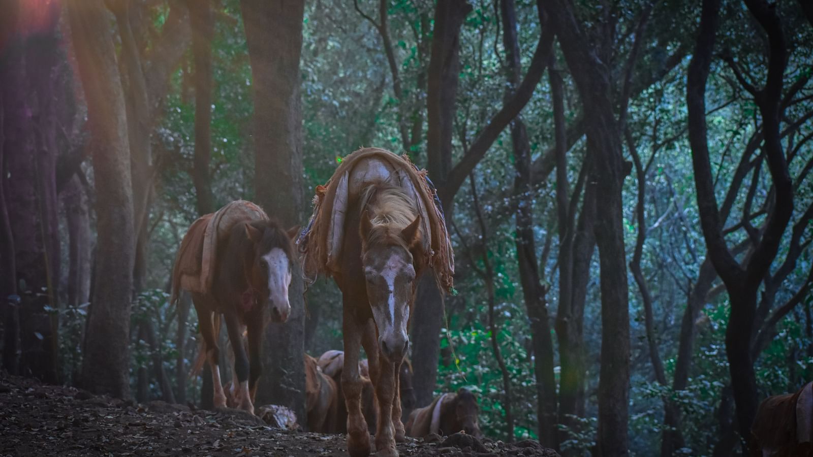two horses roaming in the forest with trees on either side