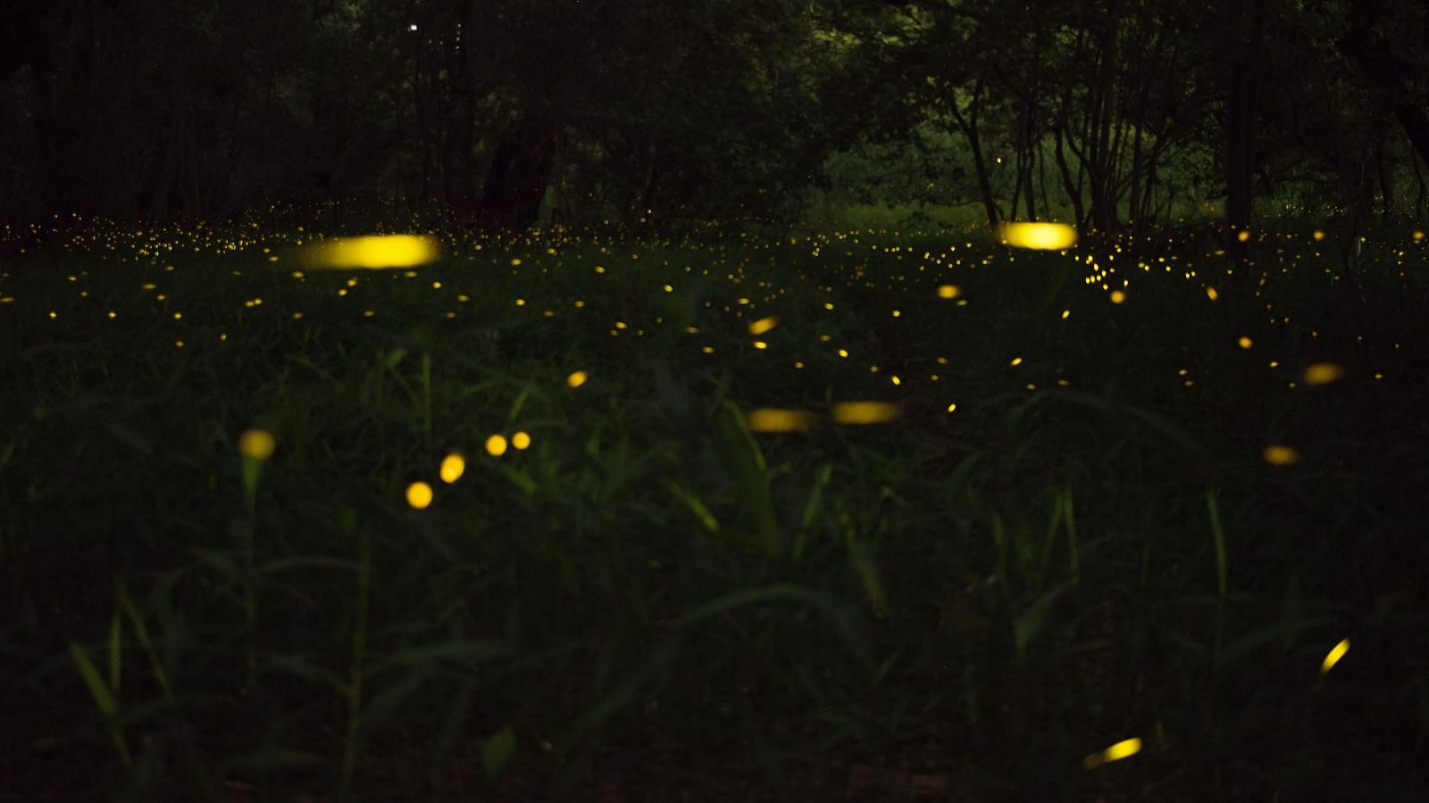 Fireflies illuminating the grass field during the night