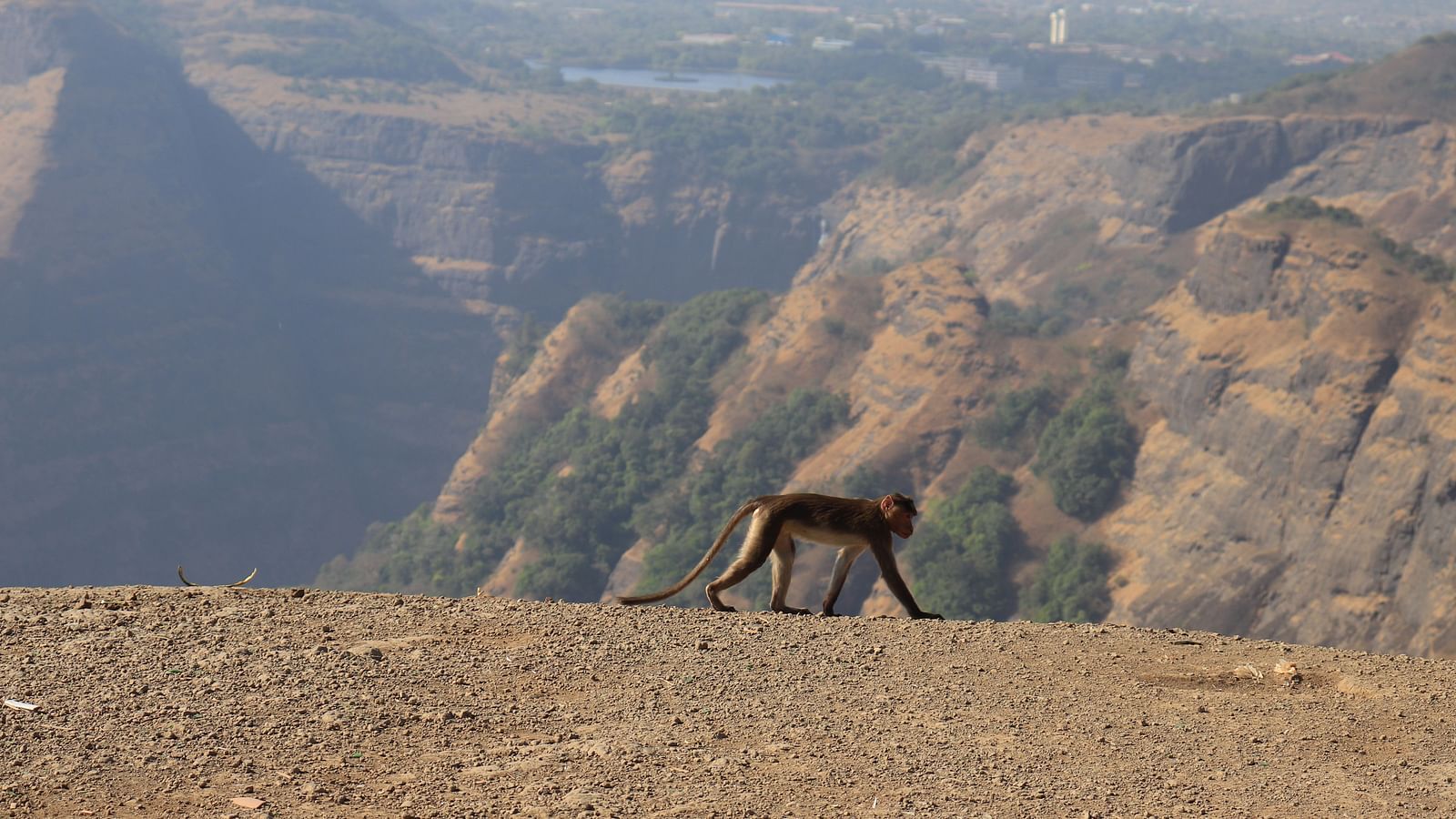 A monkey walking along on Tiger Point in Lonavala with valleys in the background