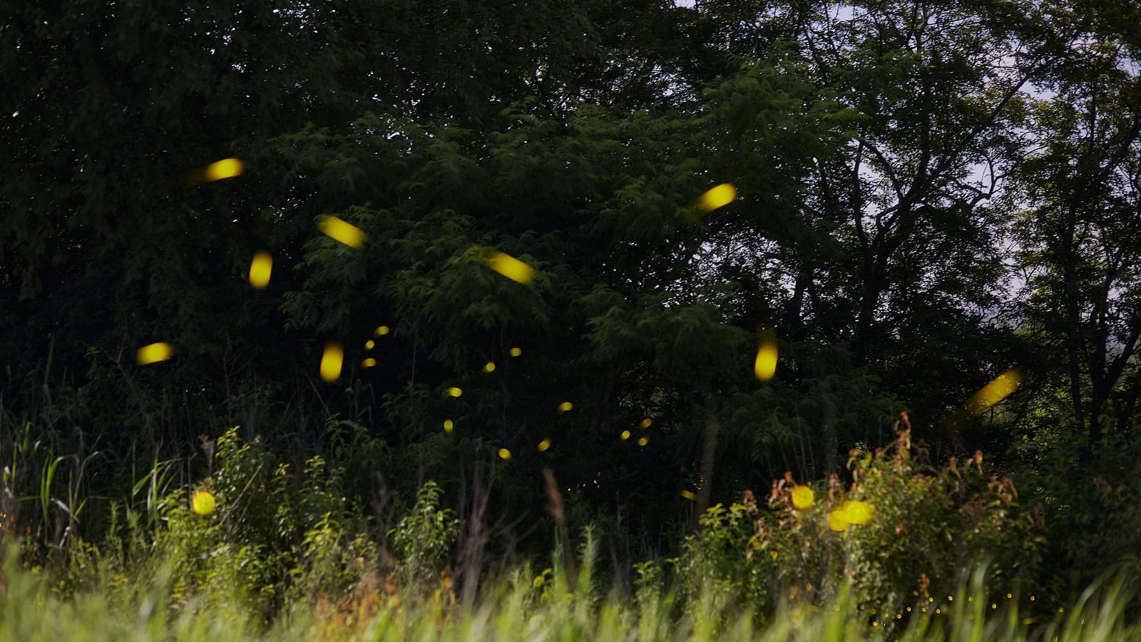 an image of a glowing fireflies flying in a forest with trees in the background