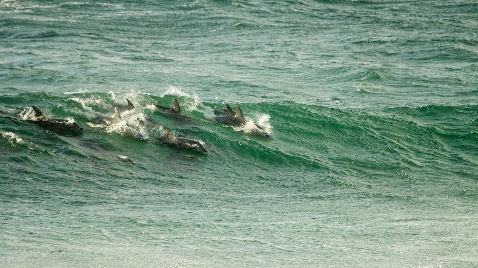 Several dolphins swimming in the ocean water with a green tint on a wave.