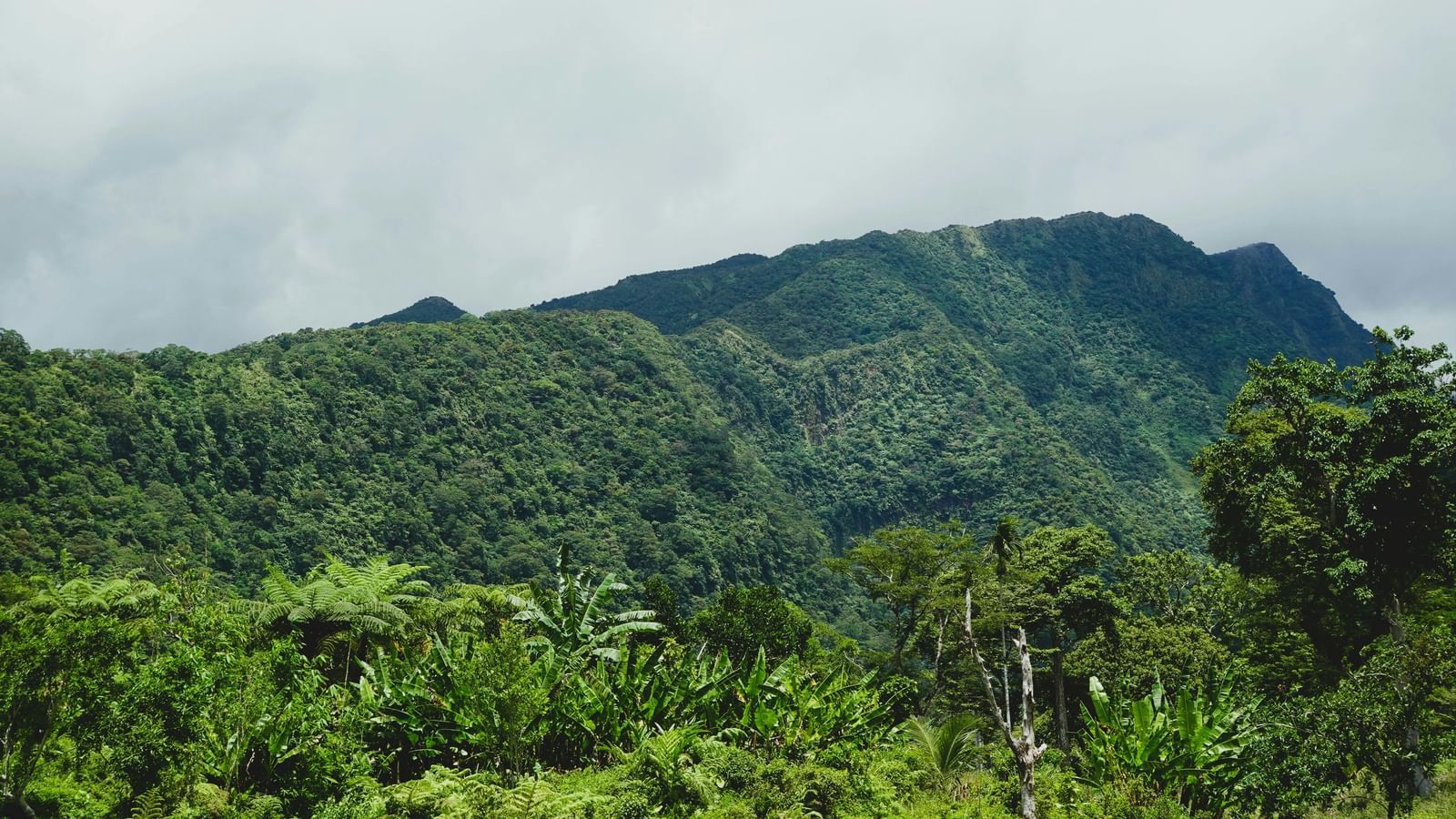 A lush green hilly landscape covered with thick tropical vegetation along with a cloudy sky in the background.