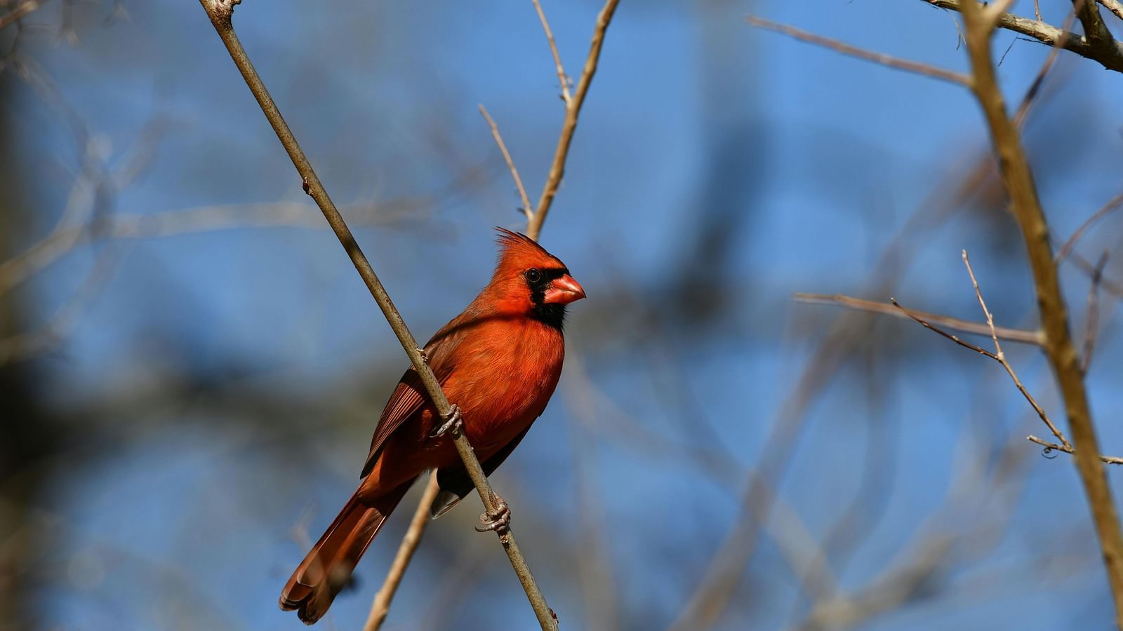 image of a red bird sitting elegantly on a branch with a clear blue sky in the background