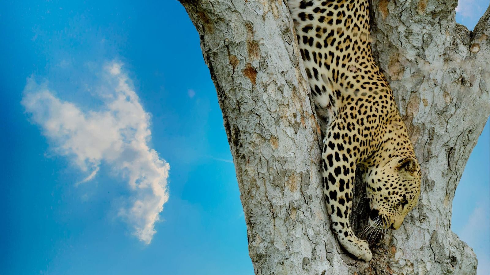 A leopard climbing down a tree.