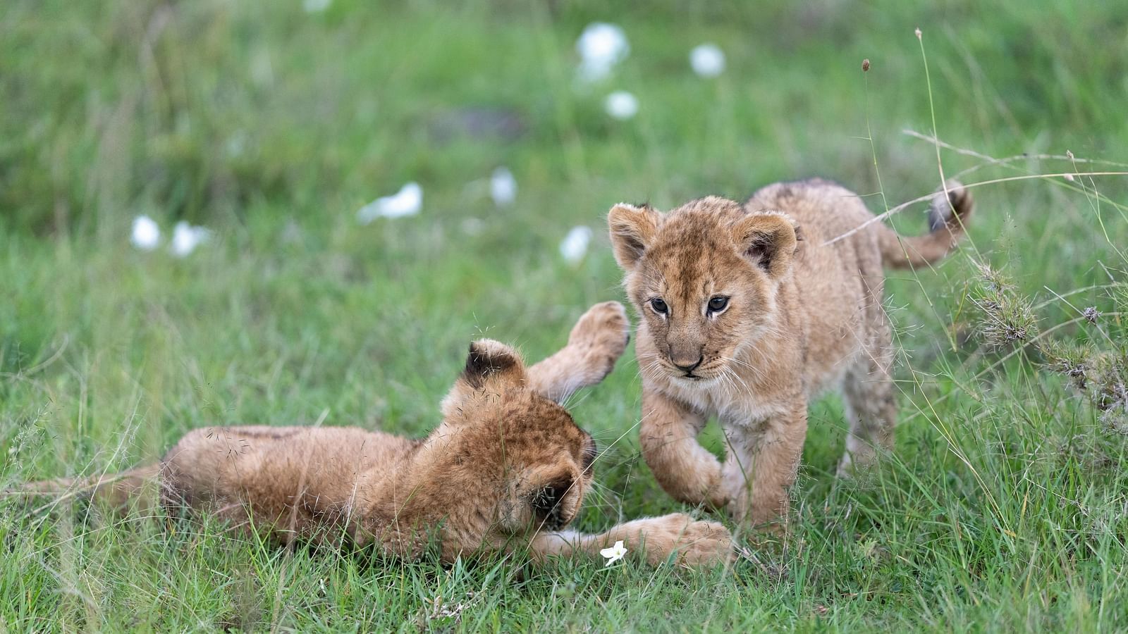 Two lion cubs playing in a grassy area.