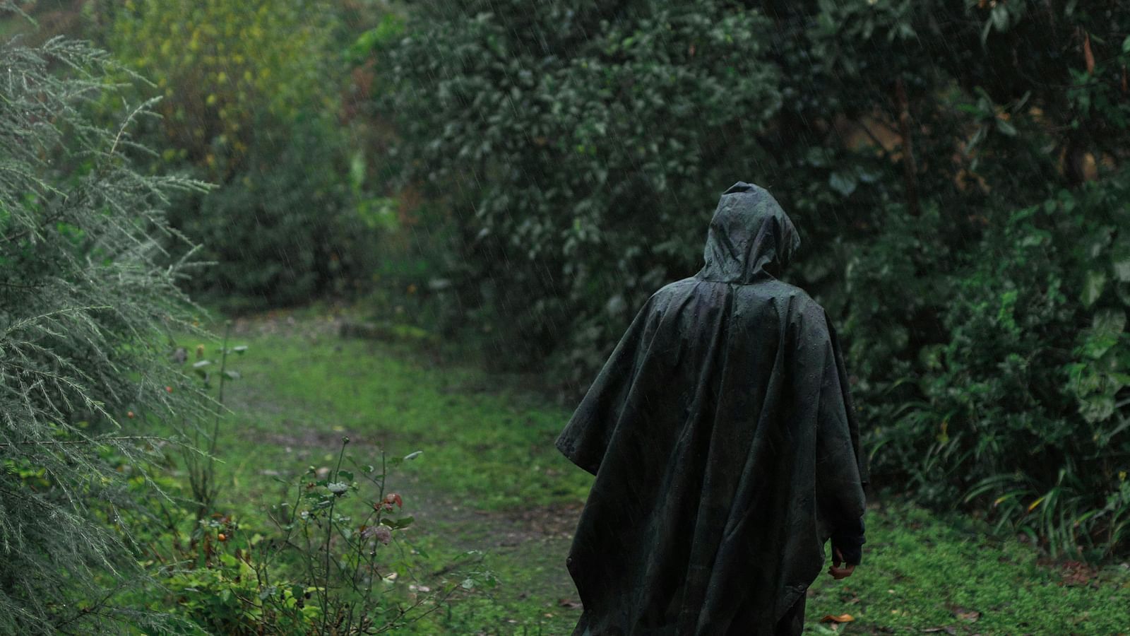 image of a person wearing a black raincoat traversing a densely green forest in rains 