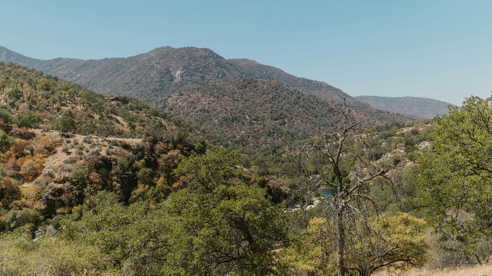A view of lush green forest with hills in the background on a clear sunny day.