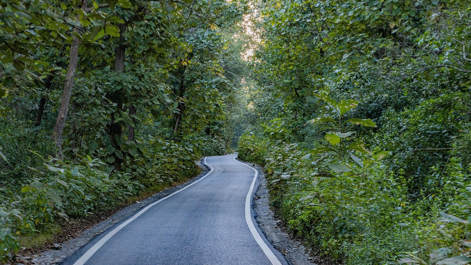 A paved road winds through the lush green forest of Jim Corbett National Park in Uttarakhand, India.