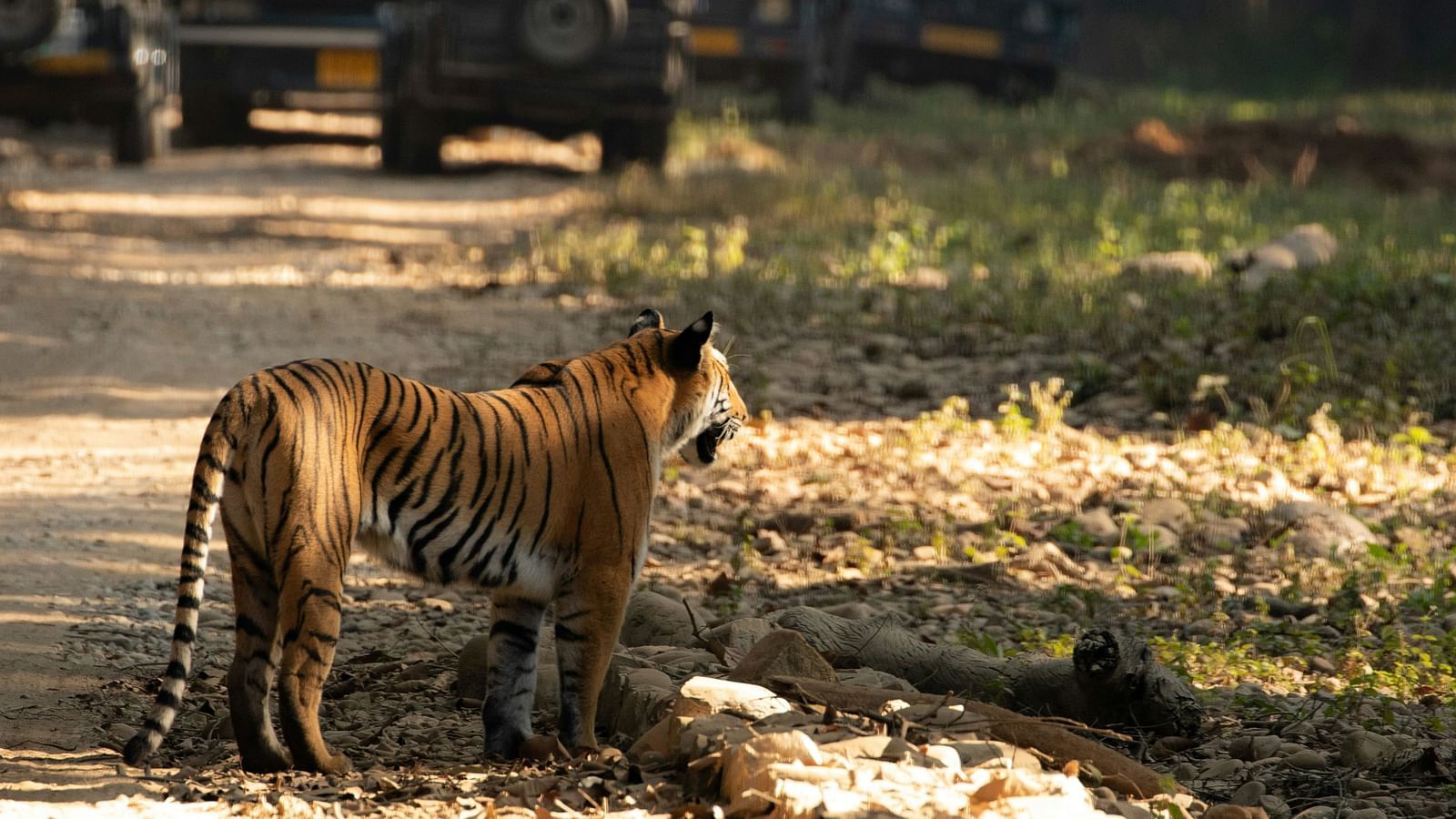 A bengal tiger looking into the distance on a road inside Jim Corbett National Park