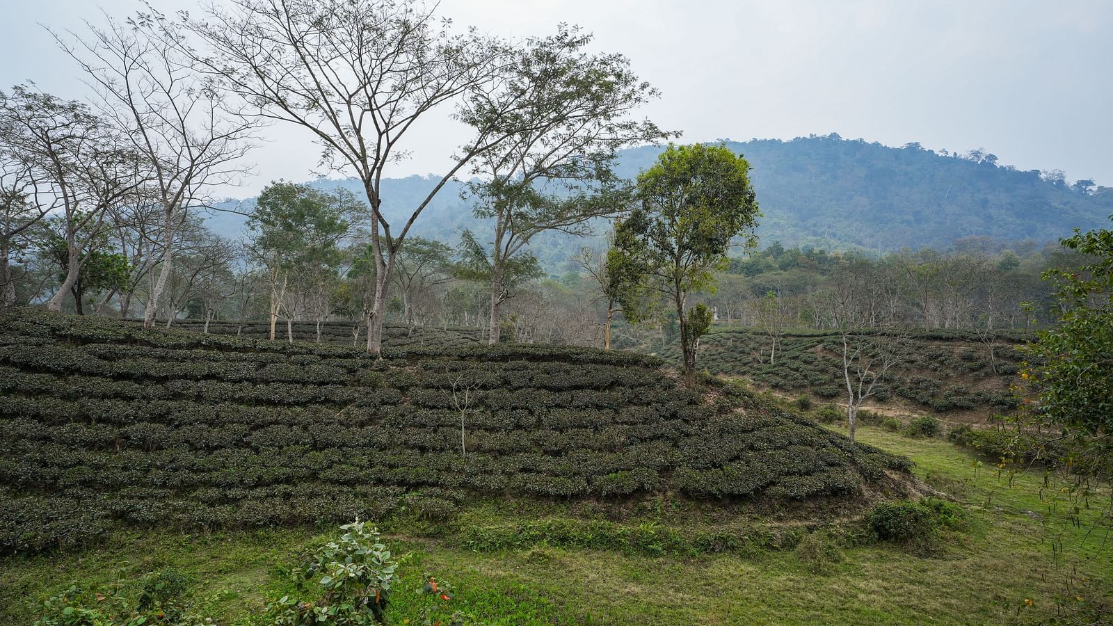 Nature view at Summit Green Lake Tea Resort & Spa, Kaziranga