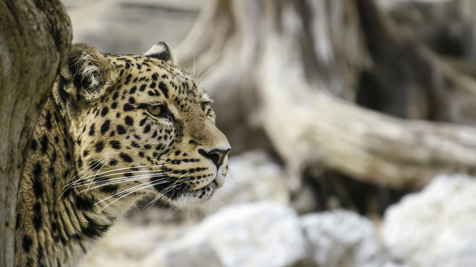 The image shows a close-up of a leopard, possibly a Persian, Amur, or North-Chinese leopard, partially hidden behind a tree. The leopard is the main focus, with its head and upper body visible, showcasing its spotted fur and intense gaze. The background is