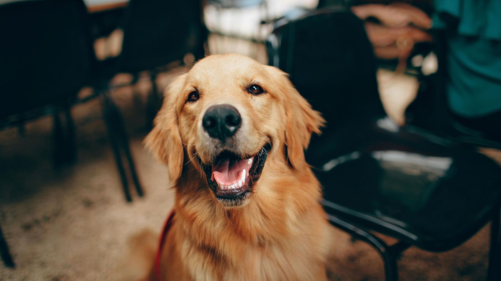  A golden retriever dog sitting indoors with a friendly expression.