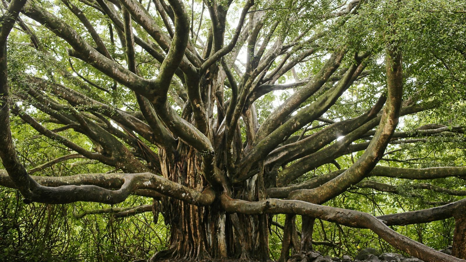 A large banyan tree with branches growing in all directions.
