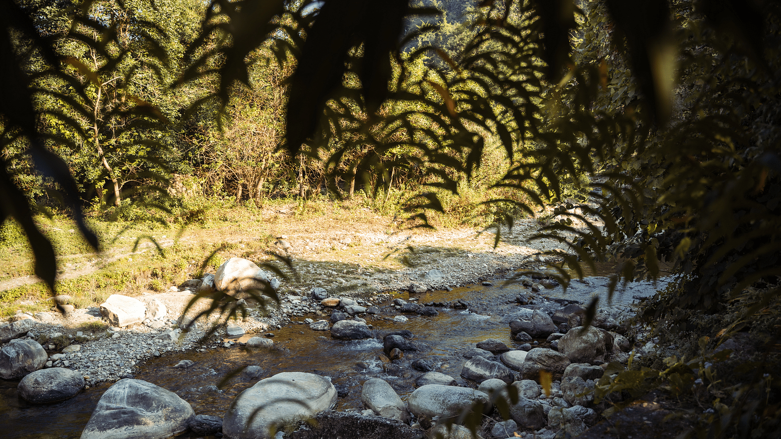 A lush of stream passing amongst greenery at the Sylvan Retreat, Dehradun.