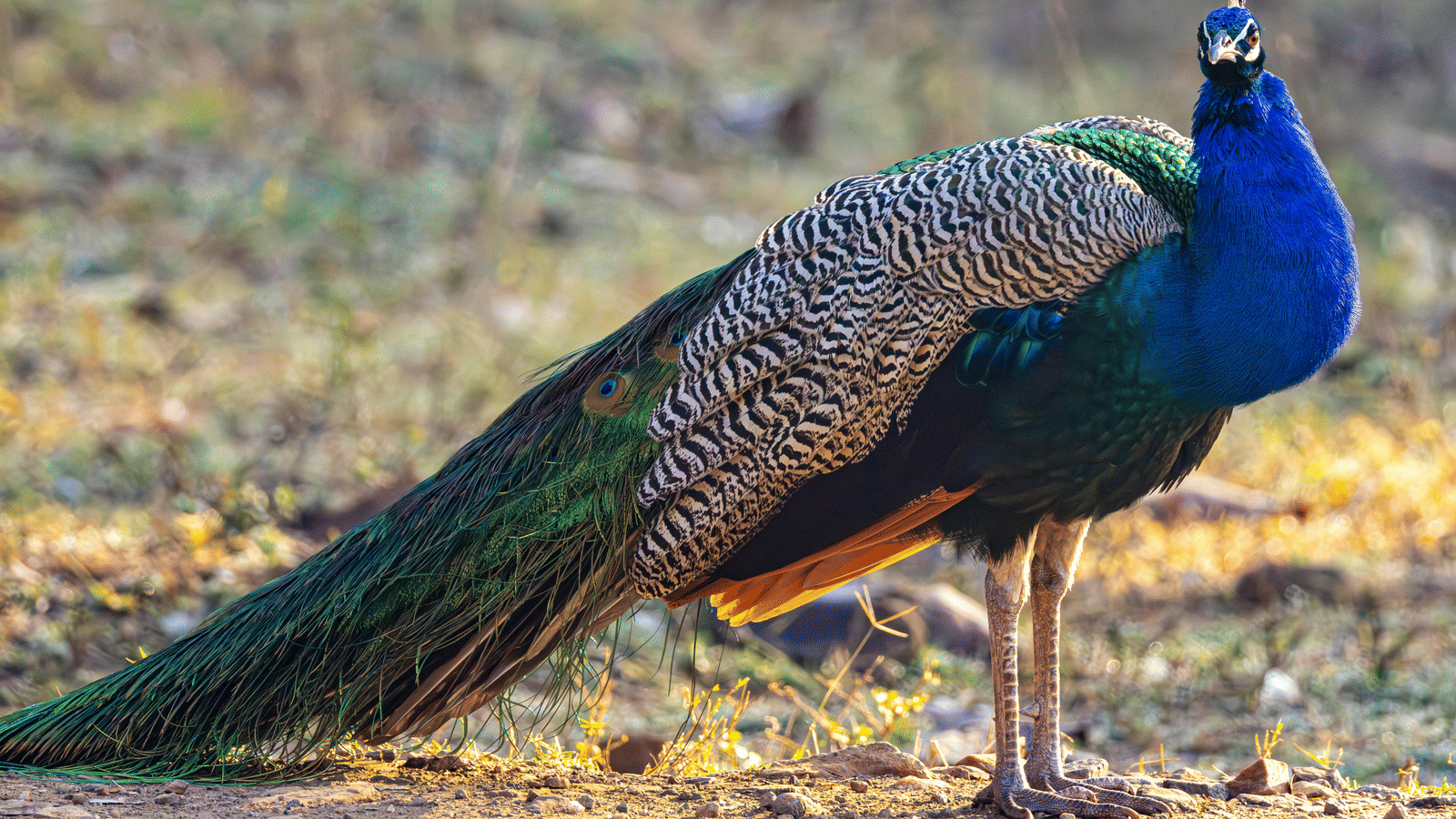 pexels-regan-dsouza-1315522347-36243049