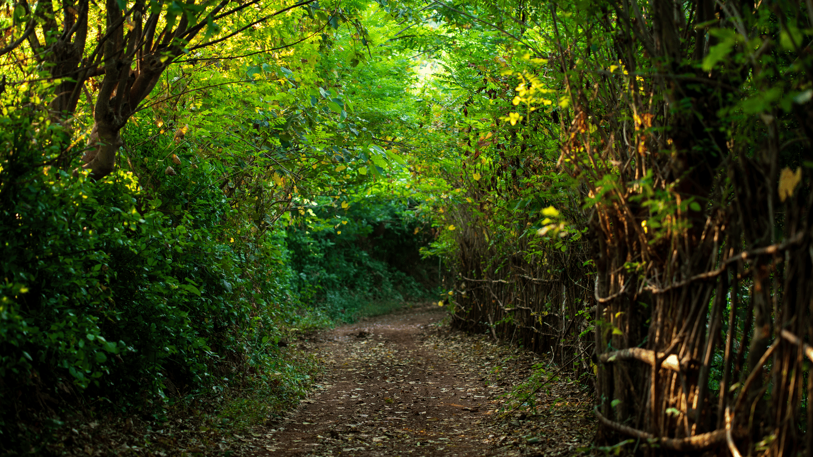 A winding forest pathway surrounded by dense foliage and tall trees, with soft beams of sunlight filtering through the overhead canopy.