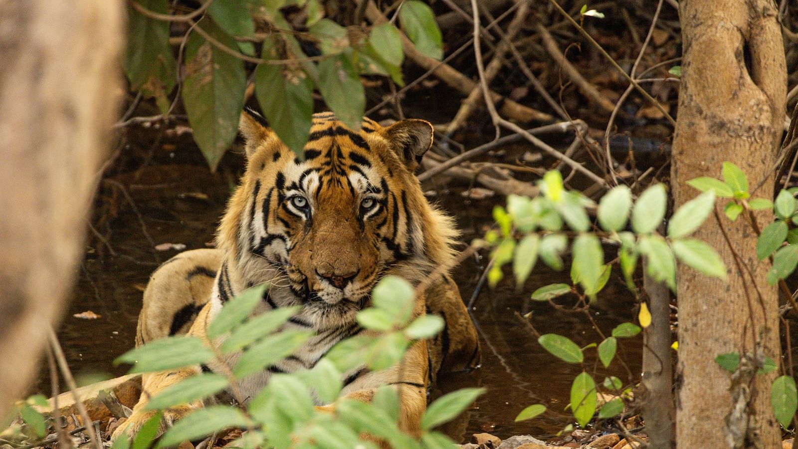 A Bengal tiger looking at the camera at Trees N Tigers, Tadoba.