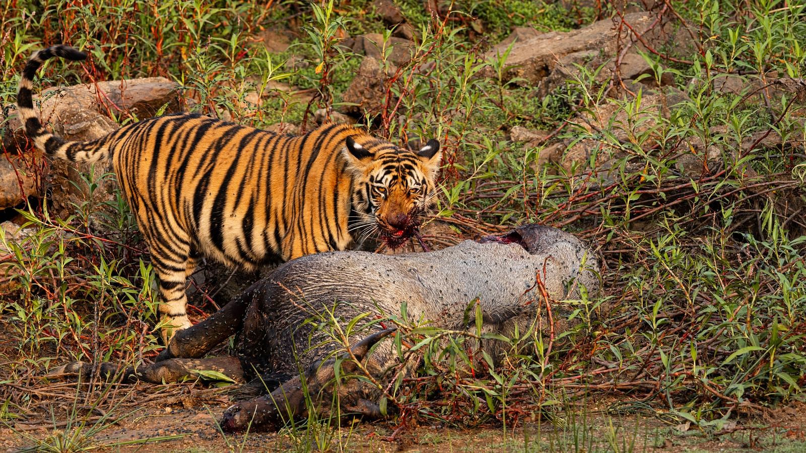 Image of a Bengal tiger at Trees N Tigers, Tadoba.