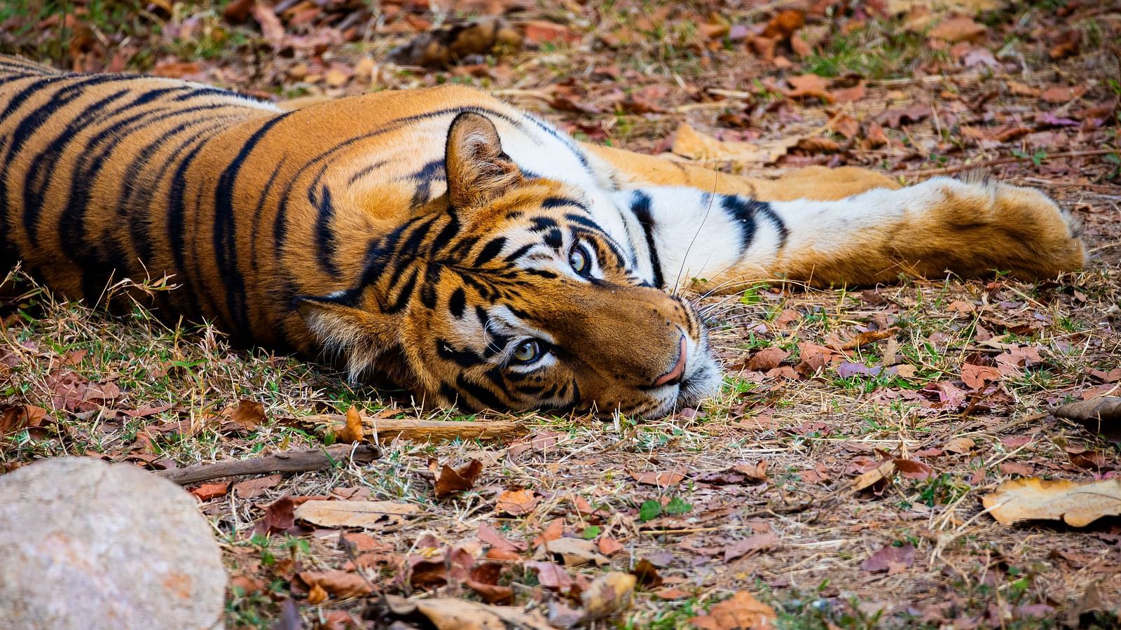 A Bengal tiger lying on the ground at Trees N Tigers, Tadoba.
